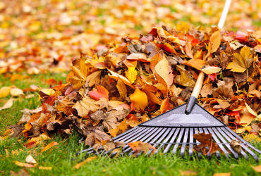 Leaf Cleaning